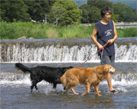 余動物病院|ペットと針灸